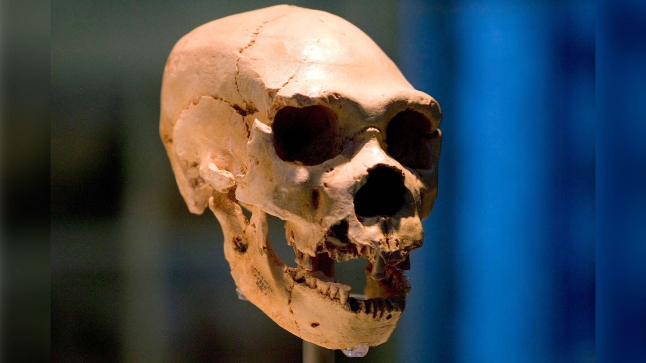 A skull belonging to Homo neanderthalensis. Most humans alive today can trace a very small percentage of their DNA to <a href="https://www.cnn.com/2022/10/19/europe/neanderthal-first-family-dna-scn/index.html">Neanderthals</a>.