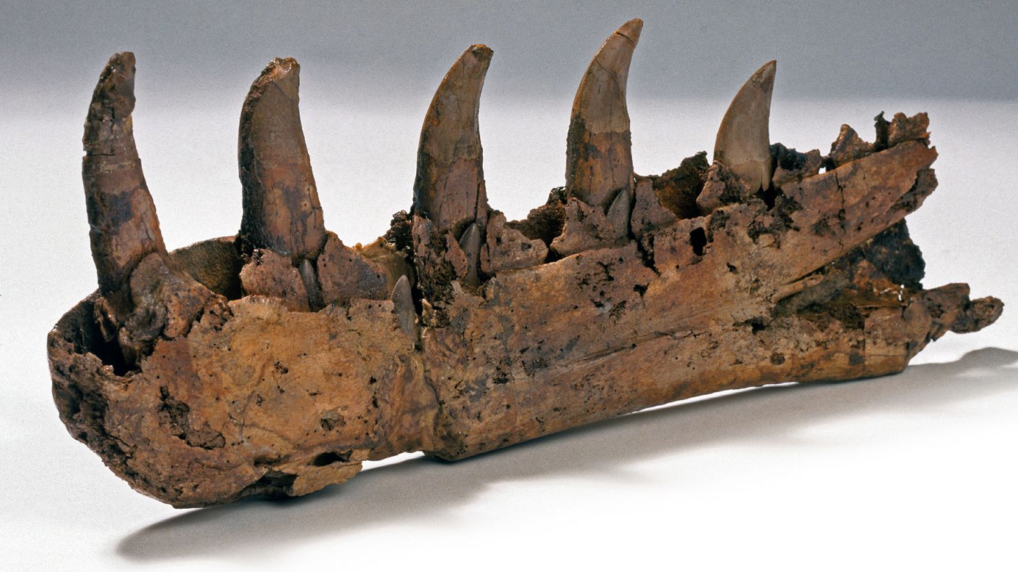 A fossilized jawbone belonging to a Megalosaurus, the first dinosaur to be scientifically described and named.