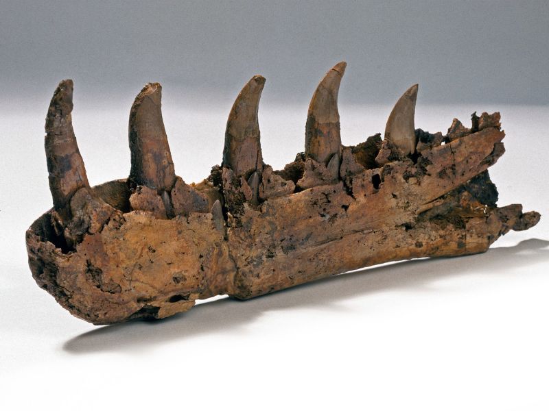 Dinosaur Discovery: Unveiling the Megalosaurus Fossil and its Significance