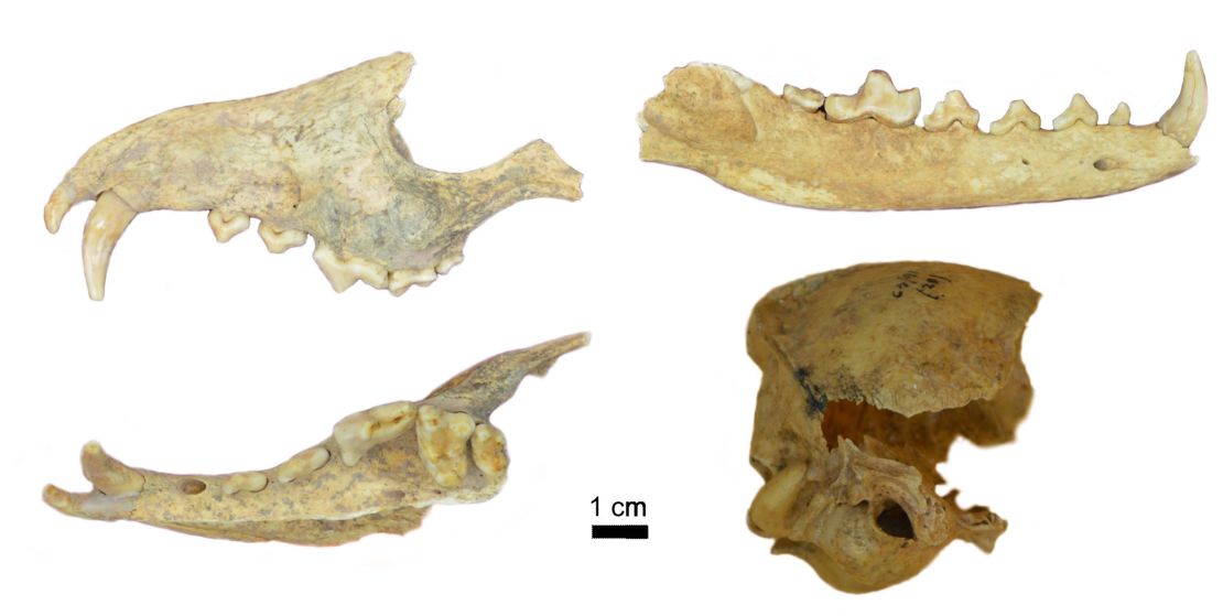 Parts of the D. avus specimen were buried alongside a human at Cañada Seca, a site in northern Patagonia.