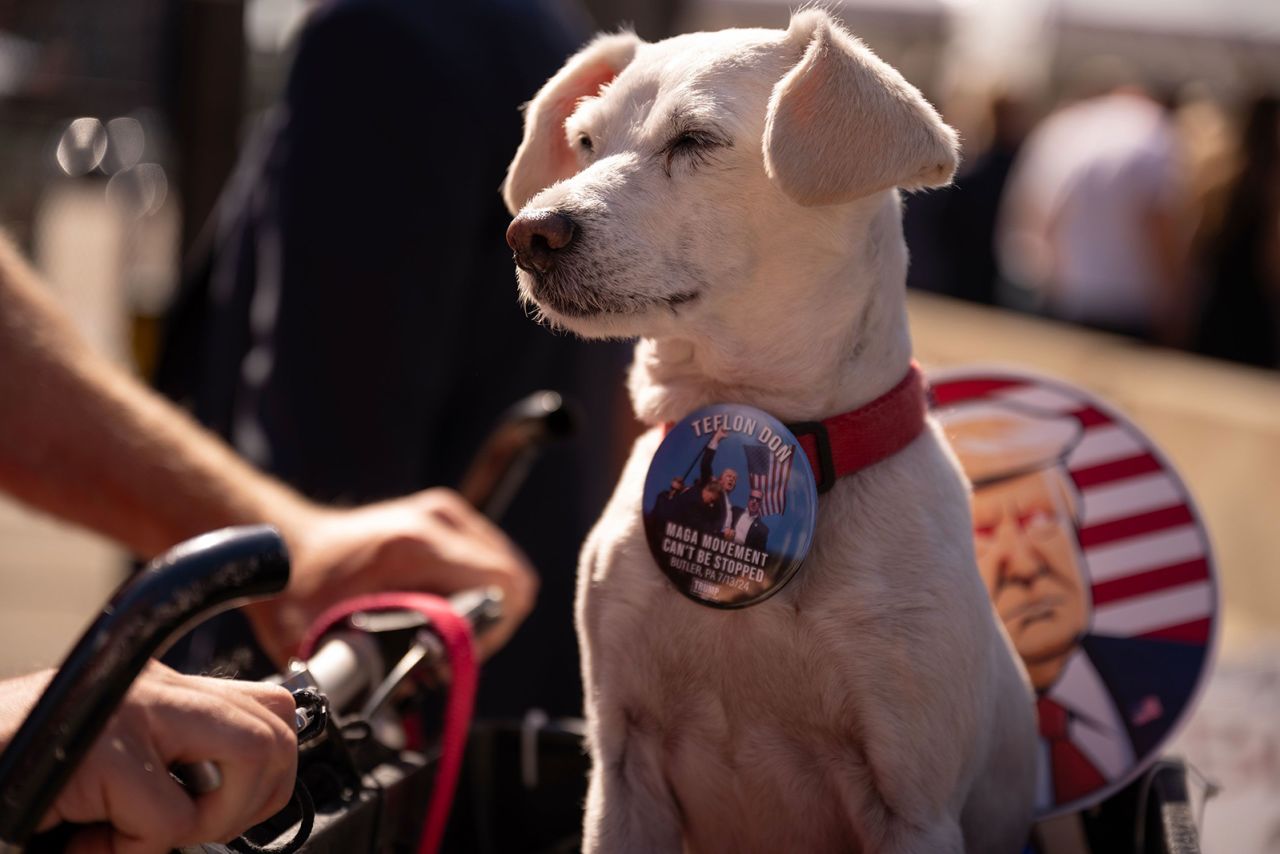 Wags the dog wears a Trump pin outside the convention on Thursday.