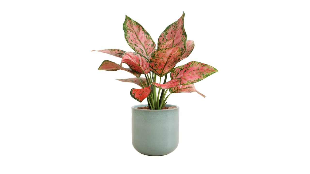 Easyplant Aglaonema Beauty.jpg