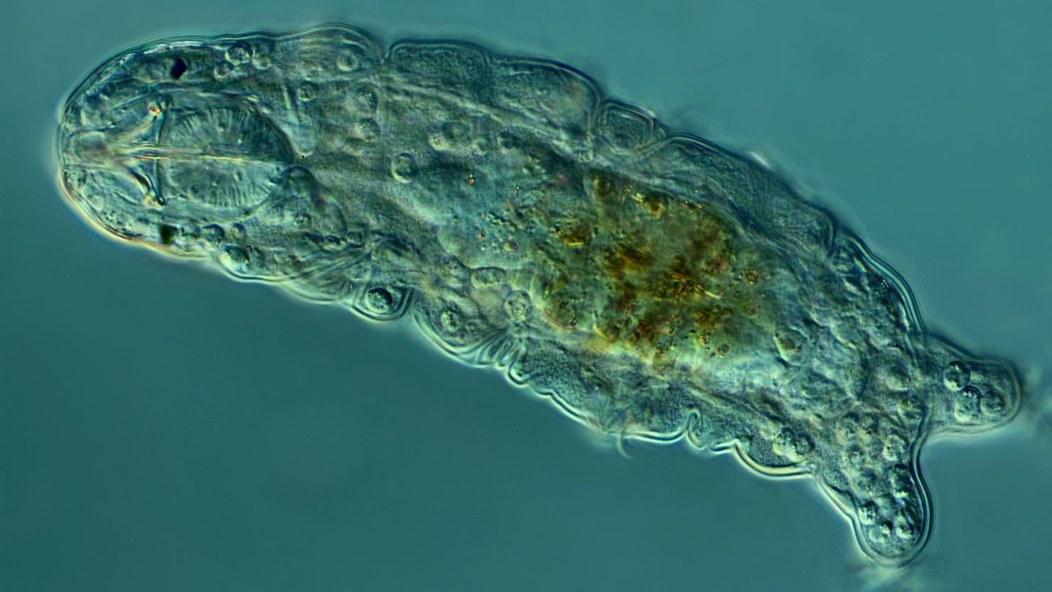A microscopic tardigrade, or water bear, appears in its active state.
