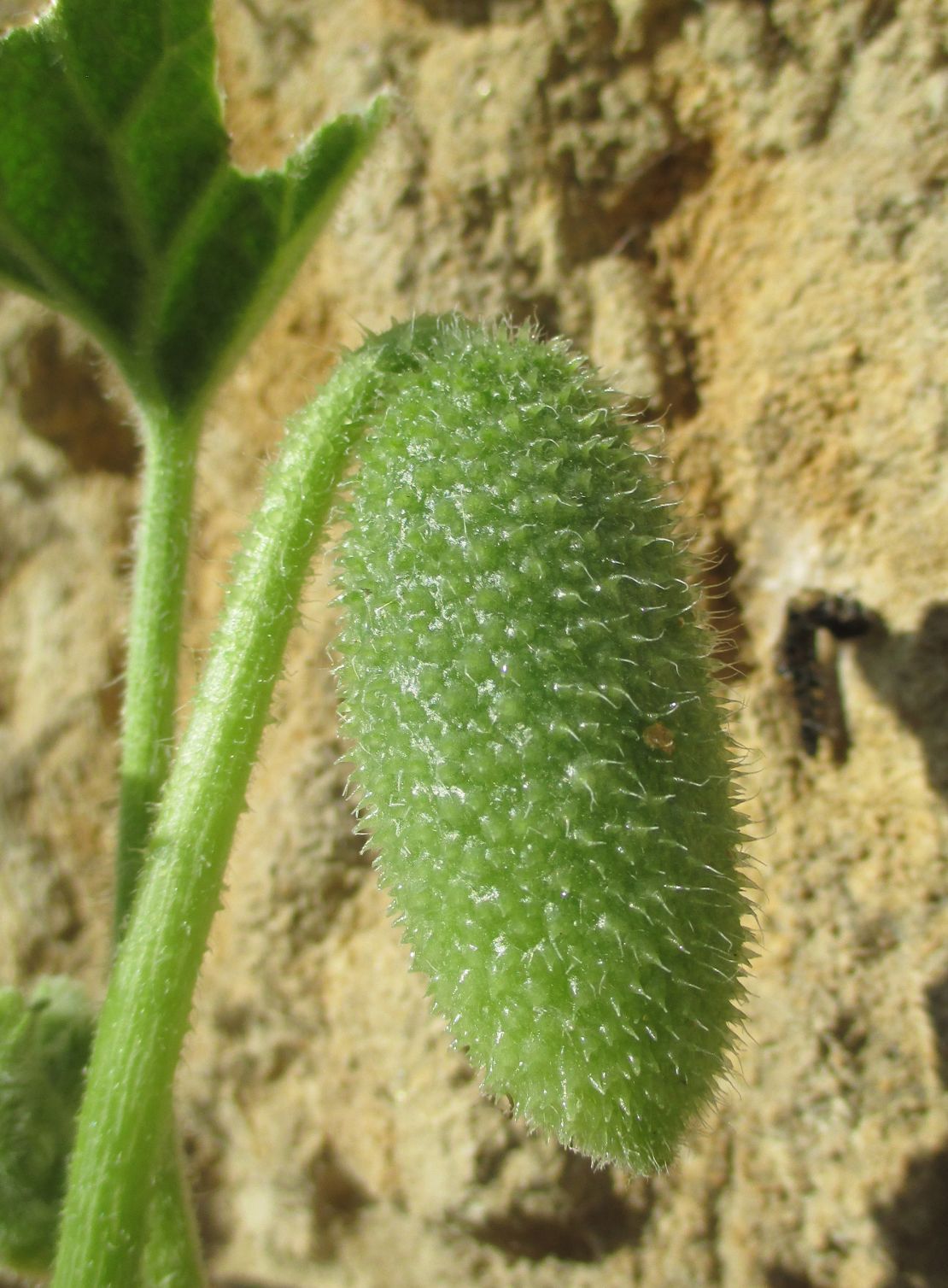 A member of the gourd family, the hairy green fruit measures about 1.6 inches long when it's ripe.