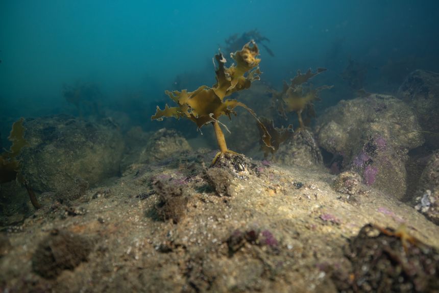 A damaged kelp forest in South Australia.