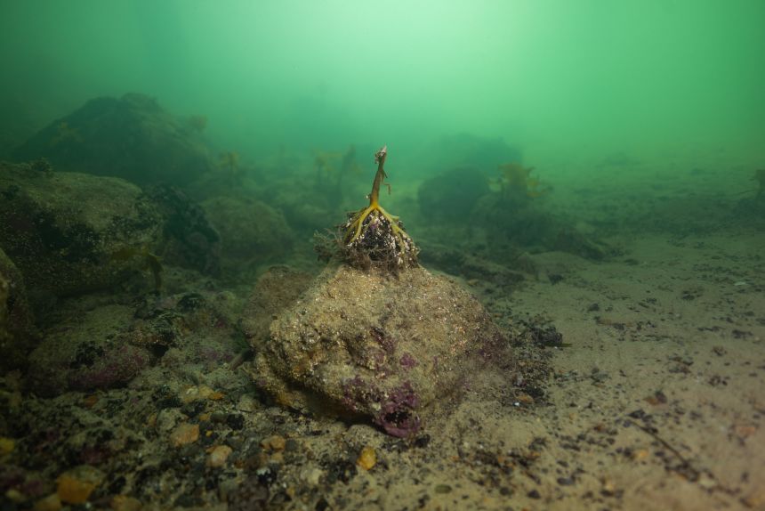 Damaged sealife.