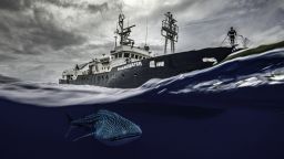 A whale shark swims alongside the Sharkwater research vessel, a ship that was initially used by the Japanese fishing fleet but is now used for research. Cocos Island, Costa Rica
