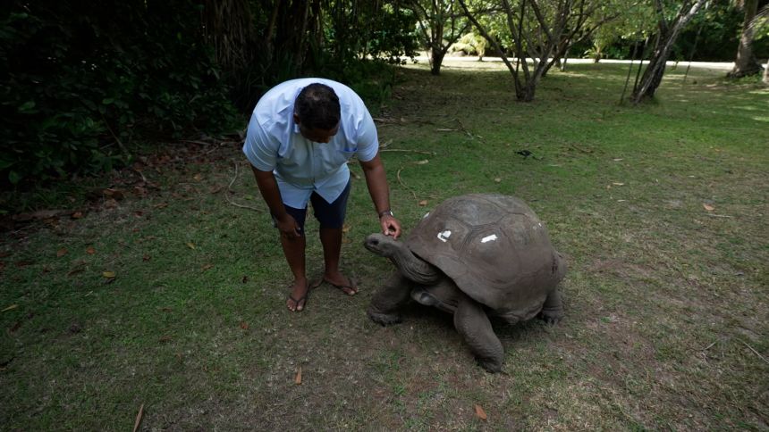Brutus, an Aldabra Tortoise, is over 150 years old.