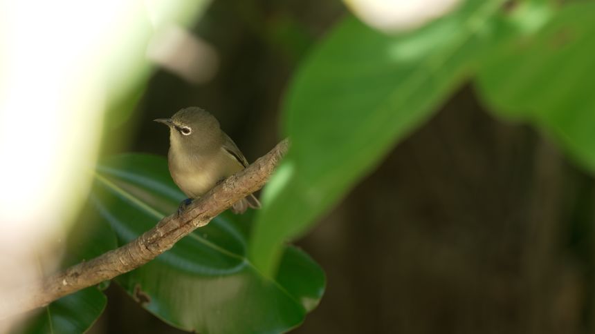 The Seychelles white-eye was once on the verge of extinction. Now hundreds of these birds can be found on the island.