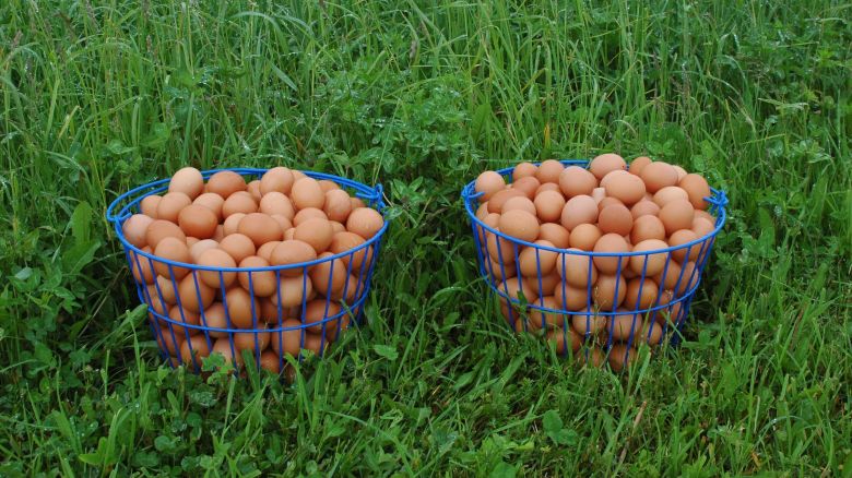 Eggs in Pasture.jpg
