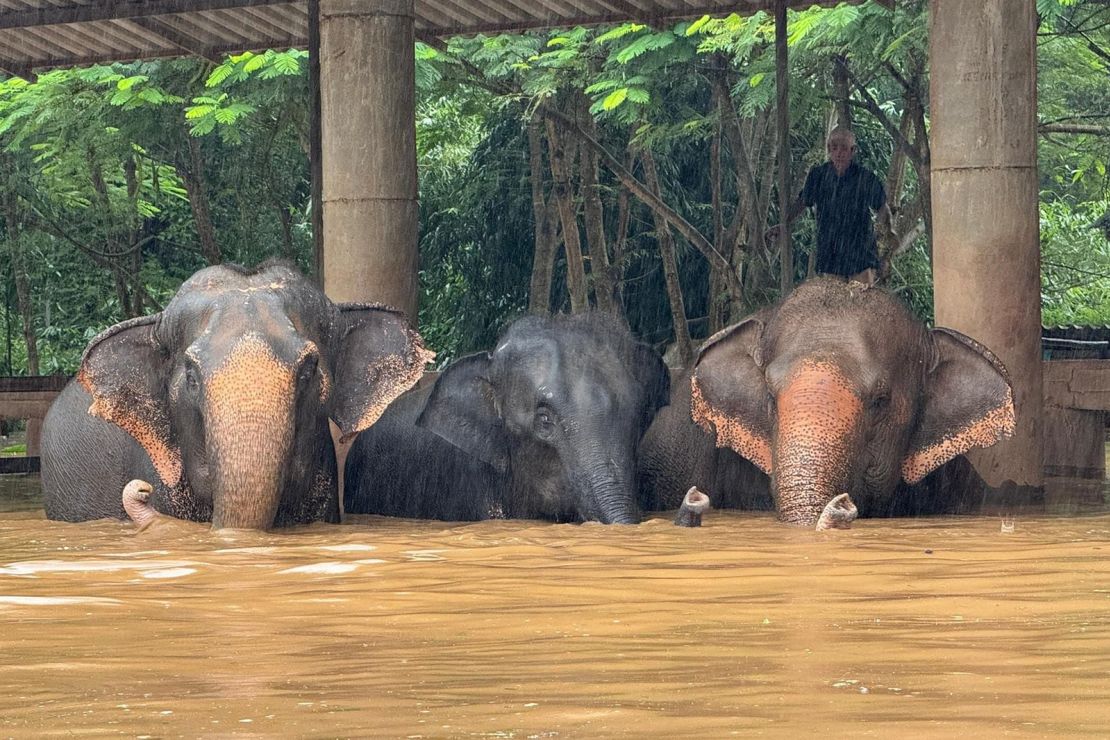 Tayland'ın Chiang Mai kentinde şiddetli selin yakındaki bir nehrin taşmasına neden olması sonrasında kurtarma görevlileri, Fil Doğa Parkı'ndaki hayvanları daha yüksek bir yere tahliye ediyor.