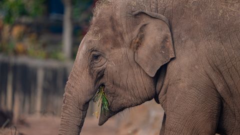 An elephant pictured at Chester Zoo in England, UK.