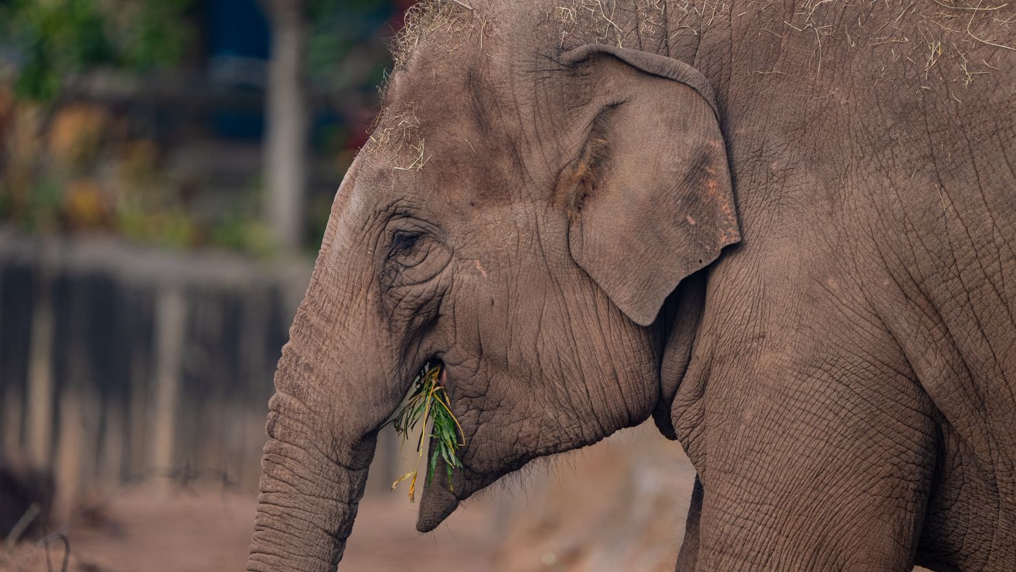 An elephant pictured at Chester Zoo in England.