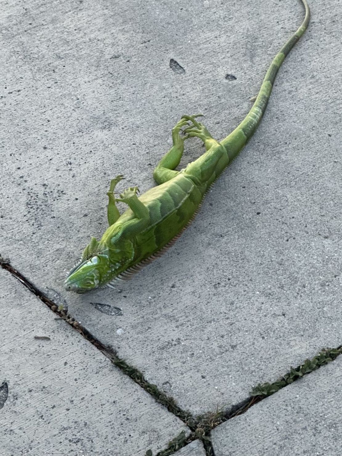Cuando las temperaturas descienden por debajo o cerca del punto de congelación, las iguanas entran en un estado de letargo, según la Comisión de Conservación de la Vida Silvestre y la Pesca de Florida. No mueren, sino que quedan paralizadas.