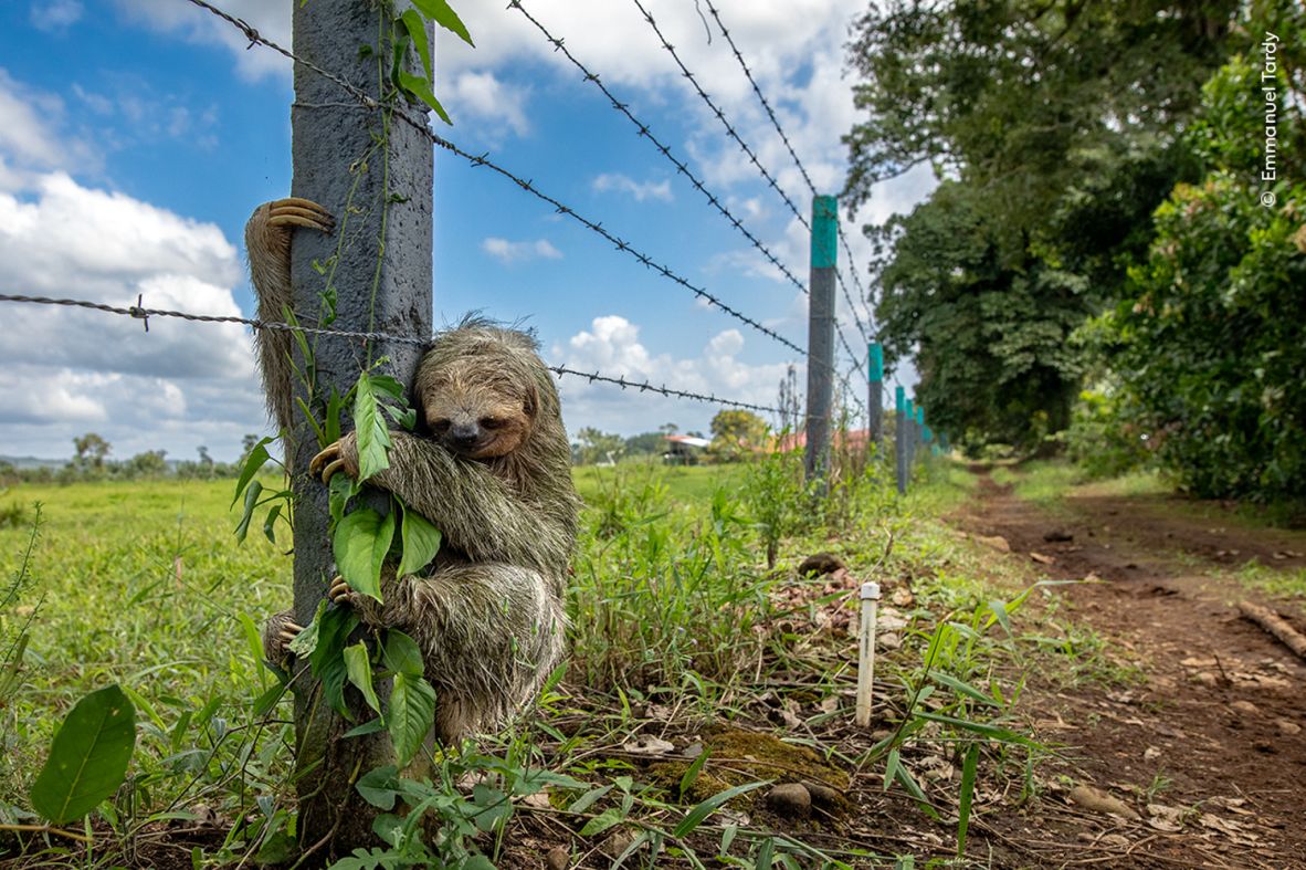 A brown-throated three-toed sloth clings to a fence post after crossing a road in El Tanque, San Carlos, Alajuela, Costa Rica.