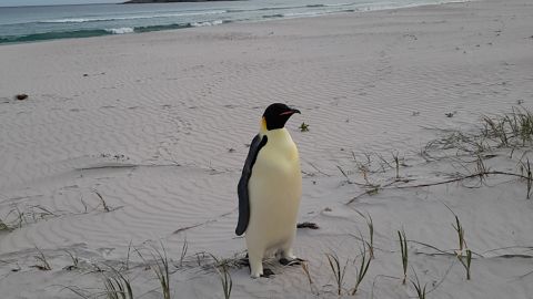 An emperor penguin found on Ocean Beach near Denmark, Western Australia.