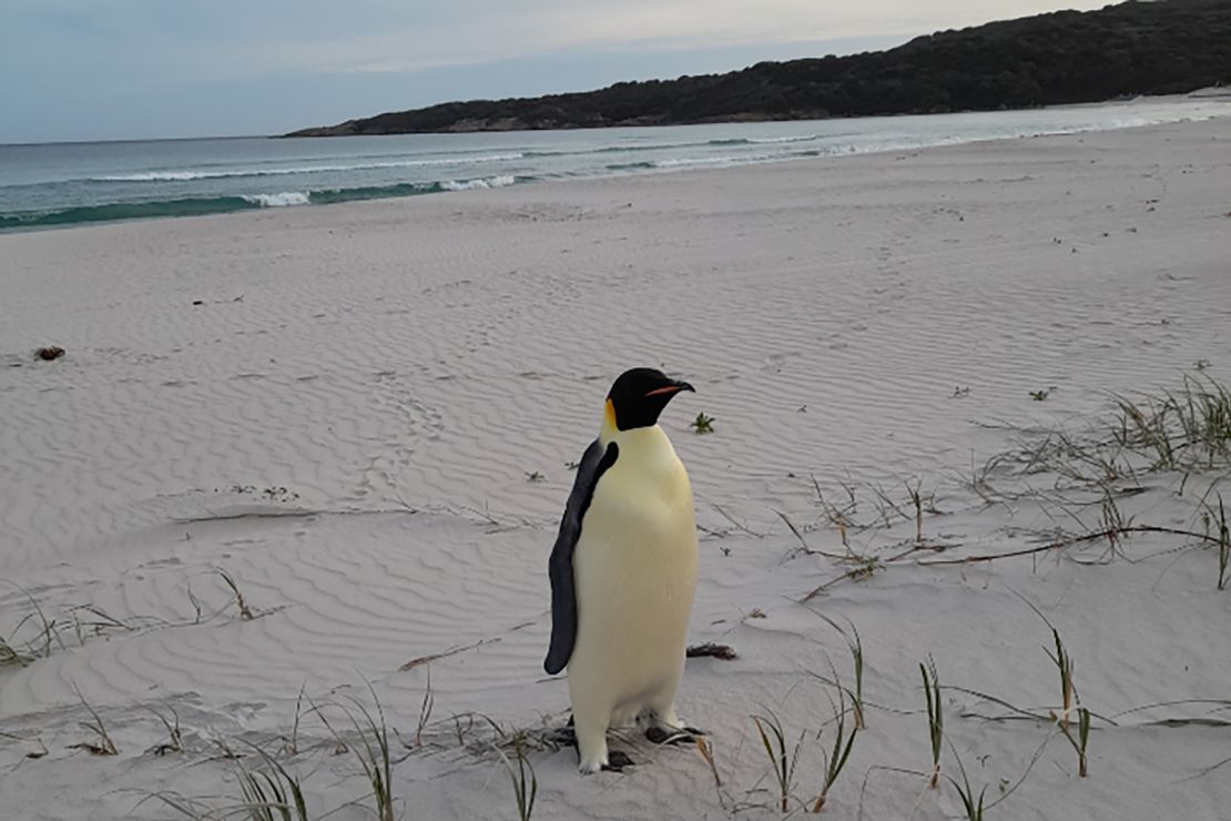 The emperor penguin is seen on Ocean Beach near Denmark, a coastal town in the state of Western Australia.