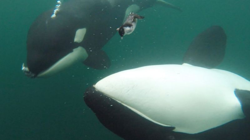 Orcas носят хора от храните-но защо? 