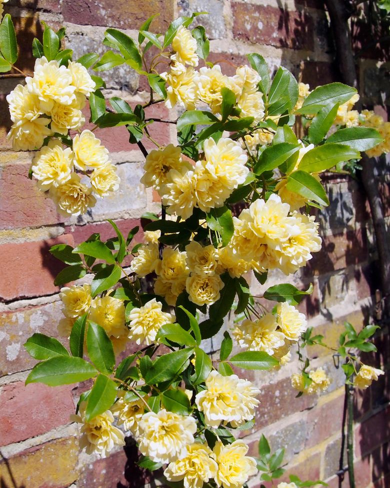Rosa banksiae Lutea, a rambling rose, grows against a brick wall.