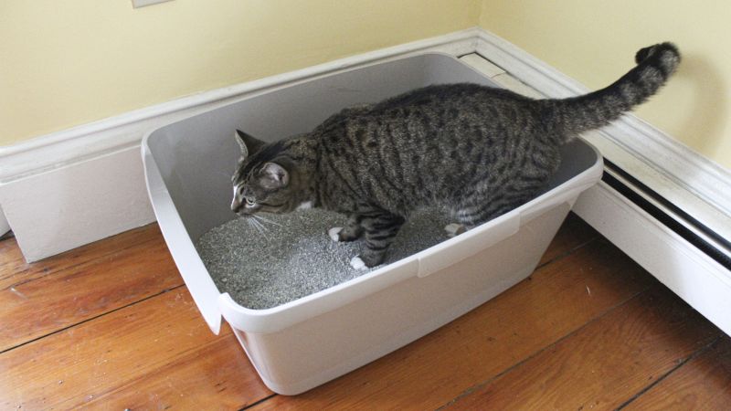 Best litter box for long hair cats hotsell