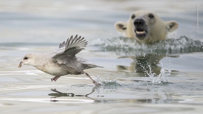 A polar bear cub is seen trying to surprise a northern fulmar in this photograph by Erlend Haarberg.