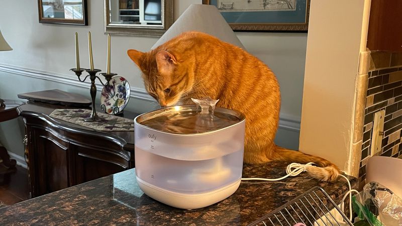 Diy shop dog fountain