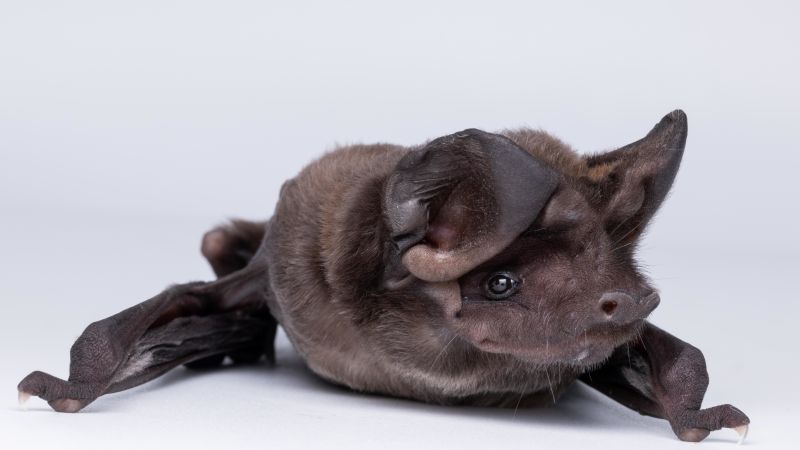 https://media.cnn.com/api/v1/images/stellar/prod/eumops-floridanus-05-barros-gamba-rios.jpg?c=16x9&q=w_800,c_fill