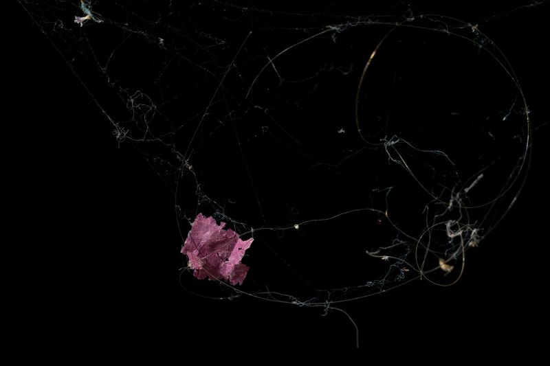 Eva Berler of Greece won the Wildlife and Nature category for this striking image of a spider's web.