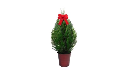 Leyland Cypress Evergreen Shrub 