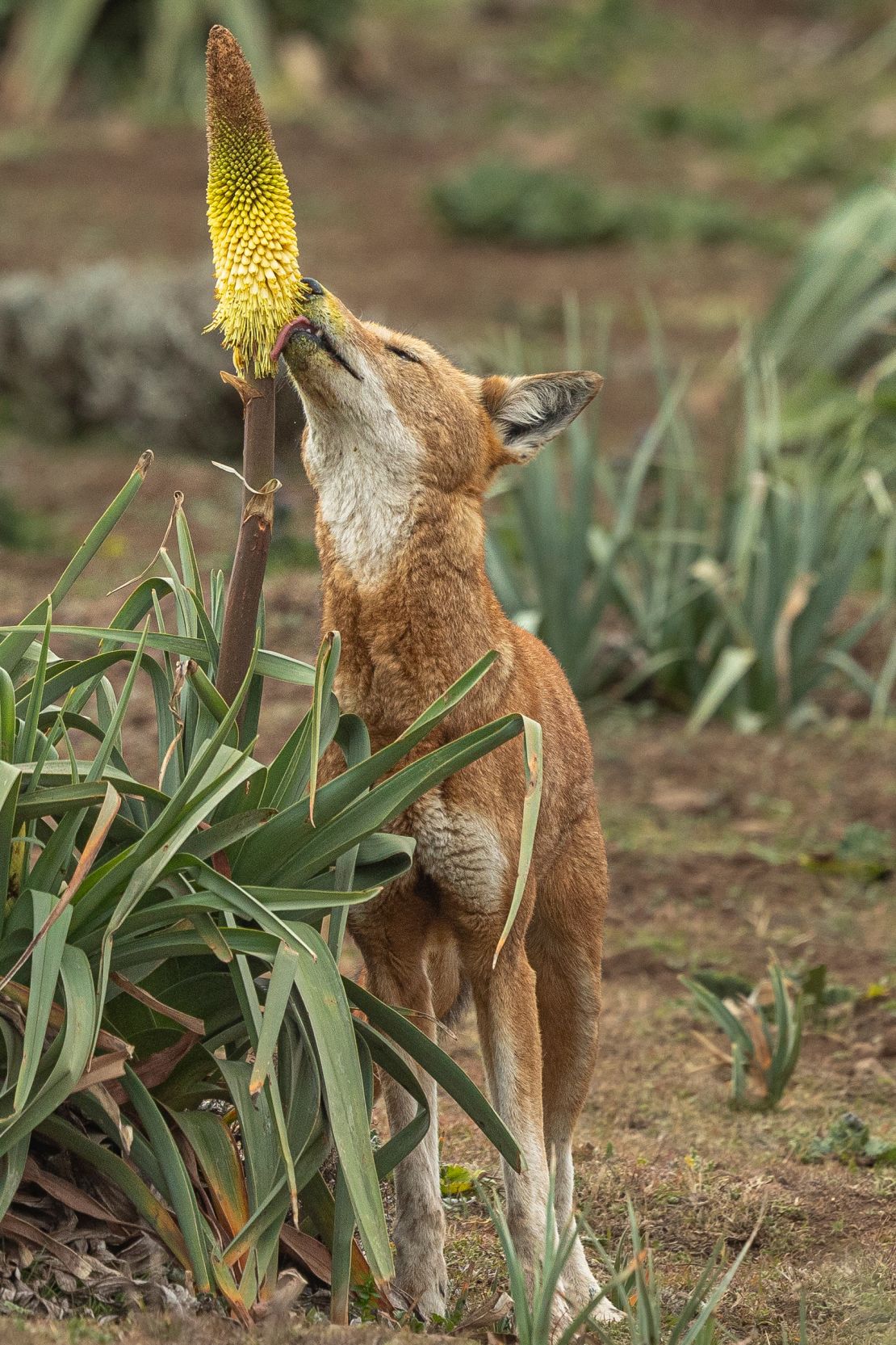 An Ethiopian wolf licks the lowest flowers of a red hot poker plant, gathering pollen on its muzzle as it does so.
