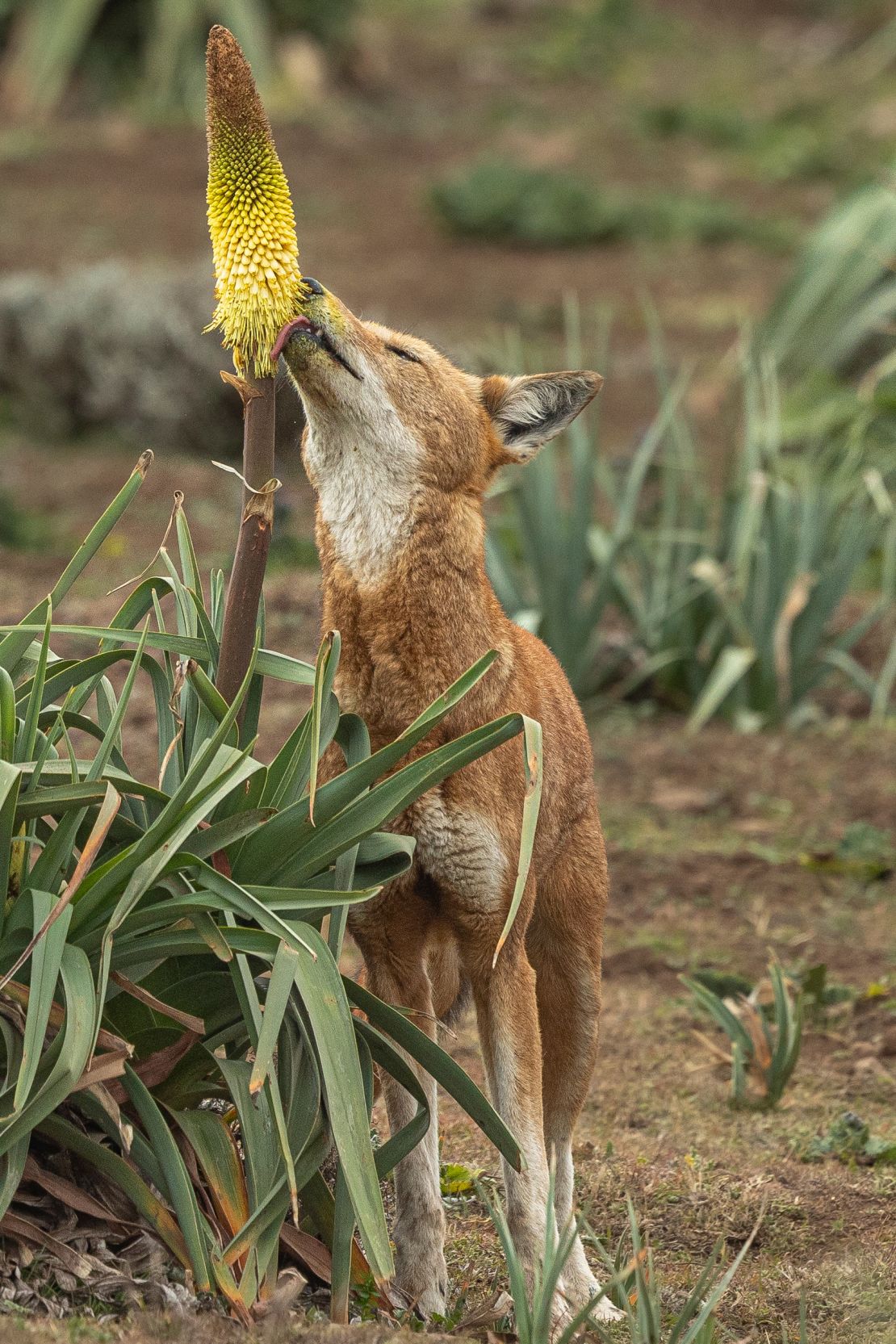 A wolf licks the lowest flowers, gathering pollen on its muzzle as it does so.