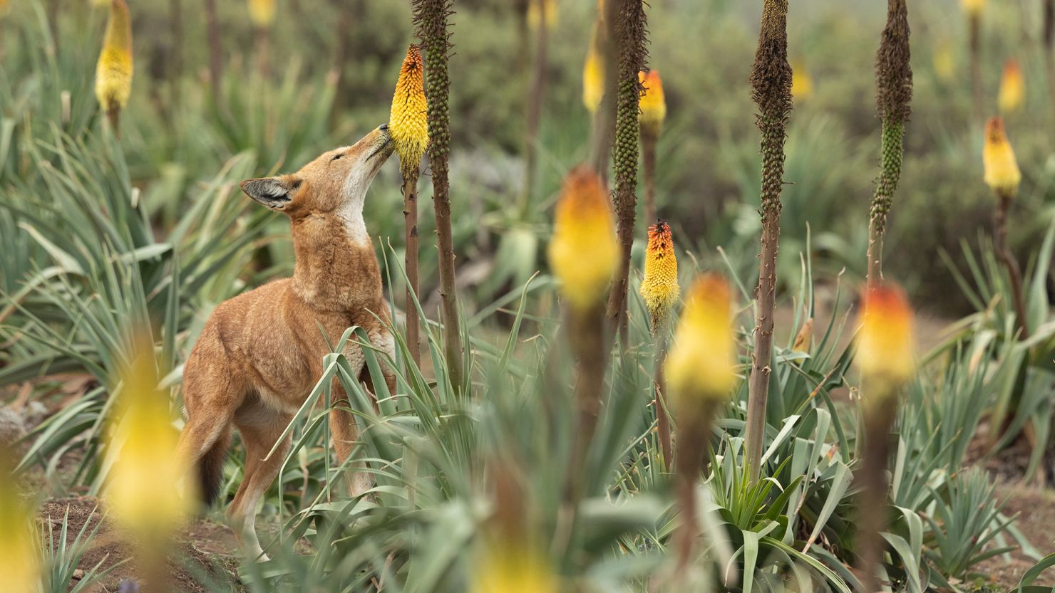 wolves-may-be-pollinators-as-well-as-predators-study-suggests