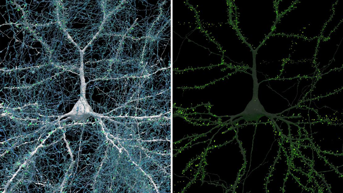 显示单个神经元（白色）与 5,600 个轴突（蓝色）相连。 建立这些连接的突触以绿色显示。 神经元的细胞体（中央核）宽约 14 微米。