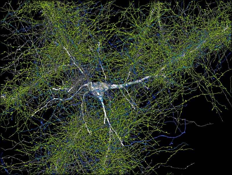 Atlas Of Cells Offers A Milestone Leap In Understanding Of The Human ...