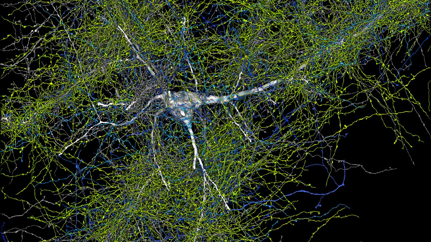 This image displays a single human neuron (white) and all of the axons from other neurons that connect to it. The blue threads are inhibitory axons, while the green ones are excitatory axons. Neurons are the cellular building blocks of the nervous system.