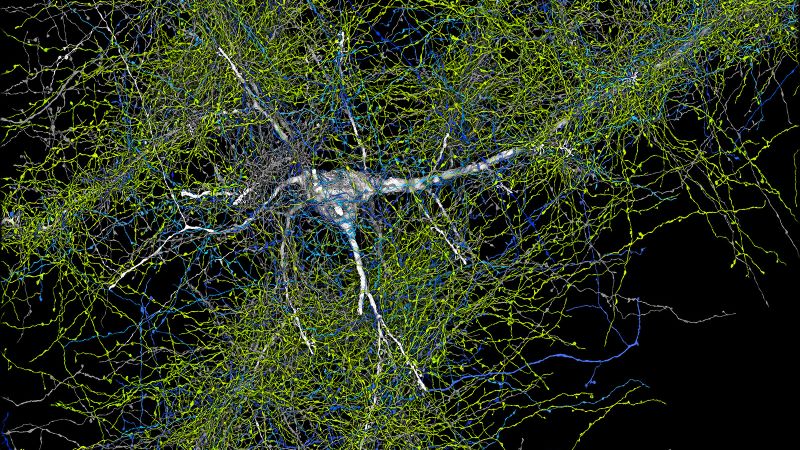 Google и Харвард разкриват най-подробната карта на човешкия мозък