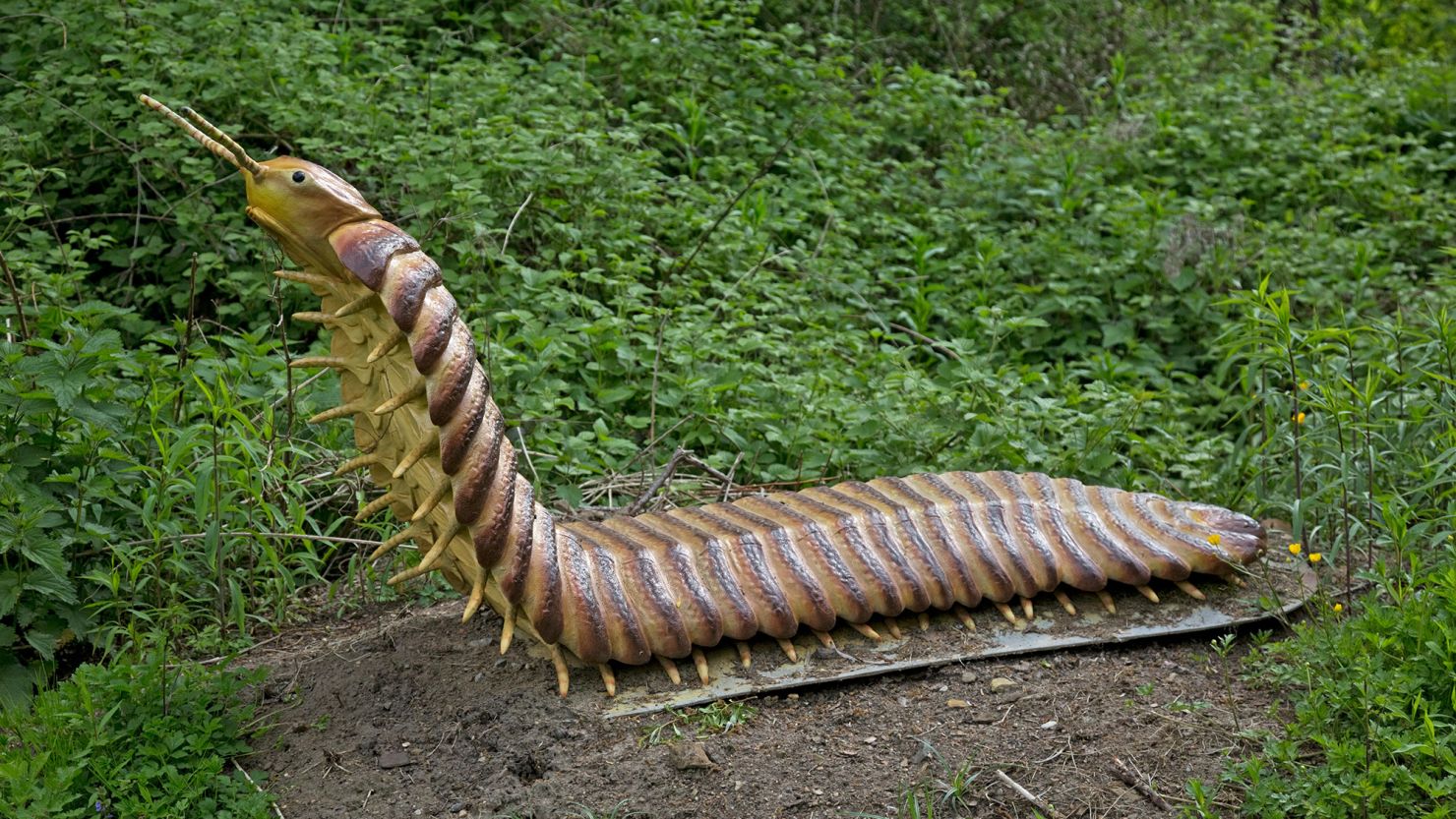 A reconstruction depicts the extinct Arthropleura in Germany's Dino Park. An ancient fossil discovery has shed light on previously unknown physical features of the giant millipede-like animal.