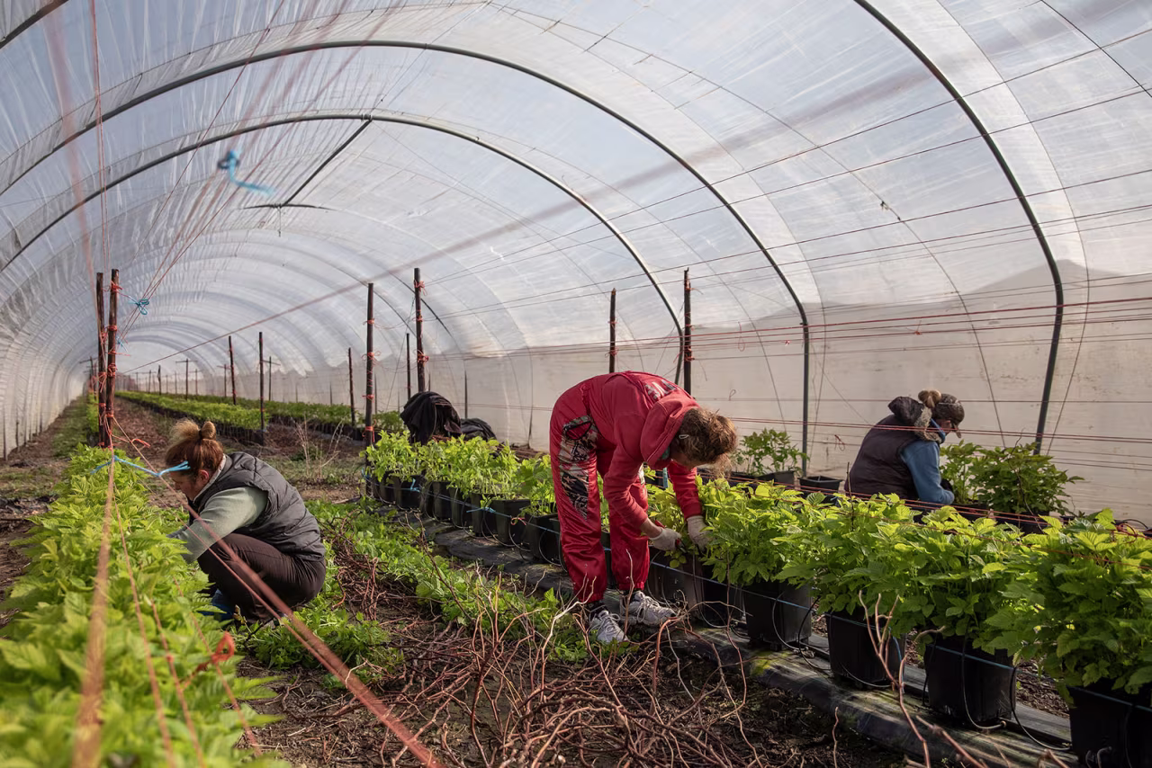 Seasonal workers tend to raspberries at a farm in Rochester, England. 