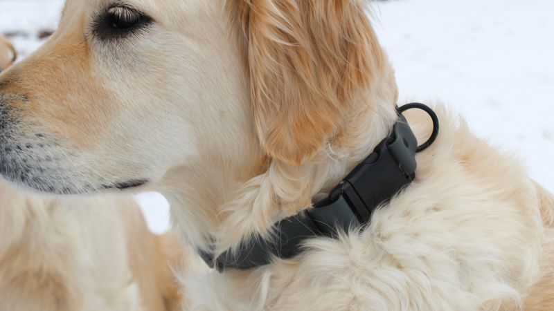 The best dog collars in 2024 tried and tested CNN Underscored