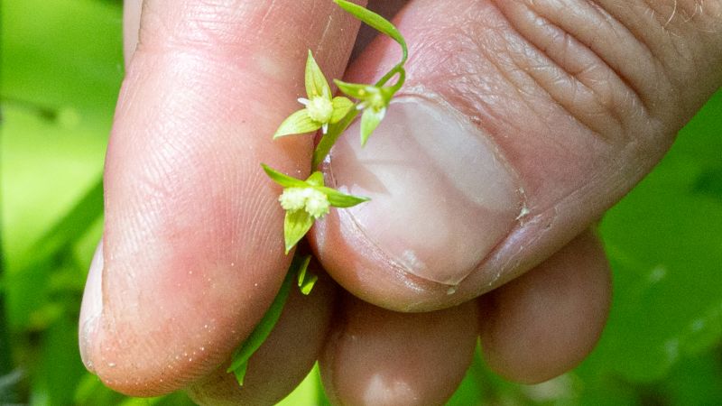 This rare, tiny flower was thought to have been extinct in Vermont since WWI. Now it’s a symbol of hope | CNN