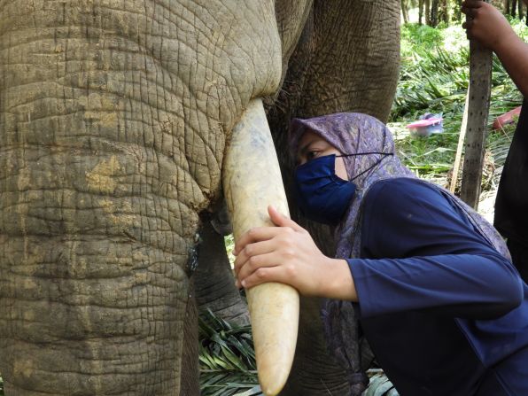 Othman has been working with Bornean elephants for more than 15 years. She founded conservation organization Seratu Aatai, meaning "solidarity," in 2018 to raise awareness of the iconic animals and help protect them.