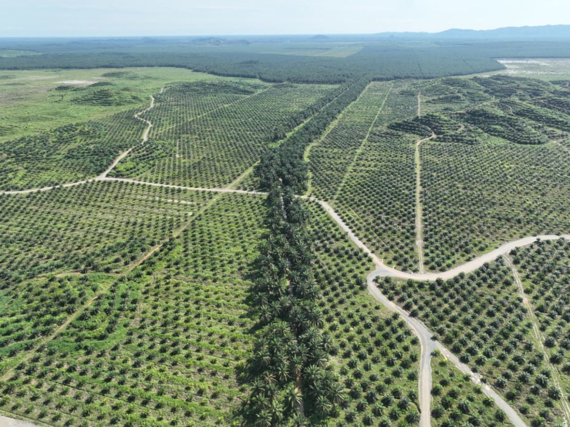 Wildlife corridors carve through palm plantations connecting areas of natural forest and making it easier for elephants to traverse the landscape.