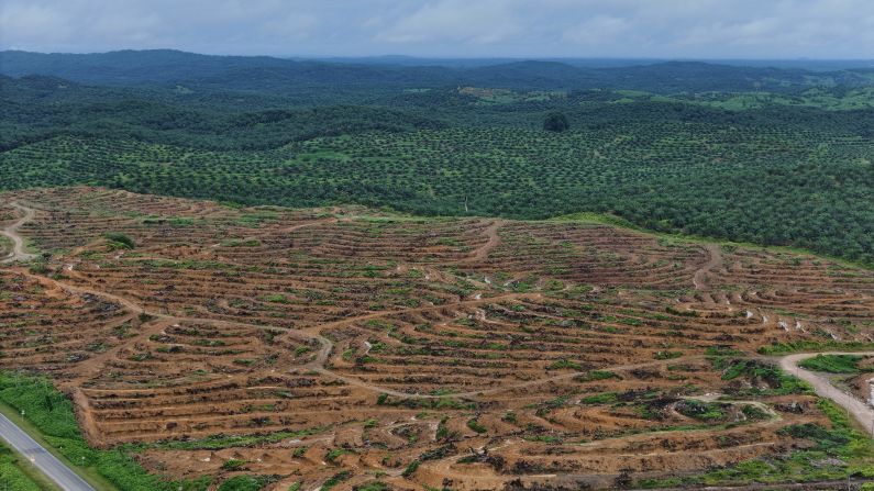 They have lost 60% of their natural forest habitat to logging and palm oil plantations. Now, only around 1,000 Bornean elephants survive in the wild.
