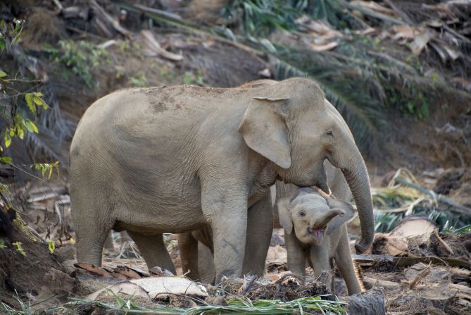 The Bornean elephant is the world’s smallest elephant, roughly two feet shorter than African bush elephants.