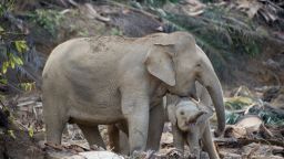 The Bornean elephant is the world’s smallest elephant, roughly two feet shorter than African bush elephants.