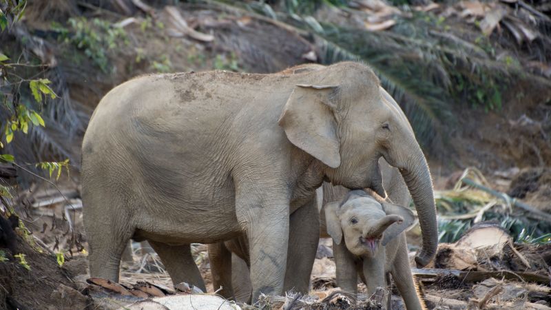 Бележка на редактора Call to Earth е редакторска поредица от