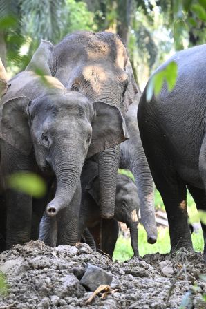 The reduction in their natural habitat has led to a rise in human-elephant conflict. According to the <a  target="_top" href="/newspapers?url=https://www.iucnredlist.org/species/237597413/237597422#threats" target="_blank">IUCN</a>, from 2010 to 2020, 131 elephants were killed, primarily due to human-related causes.