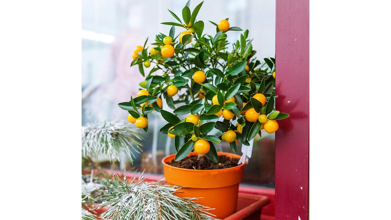 Fast Growing Trees Kishu Mandarin Tree.jpg
