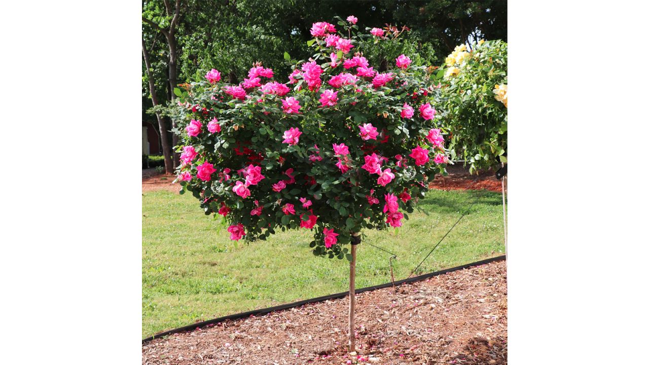 A small rose tree in the mulched garden of a grassy yard.