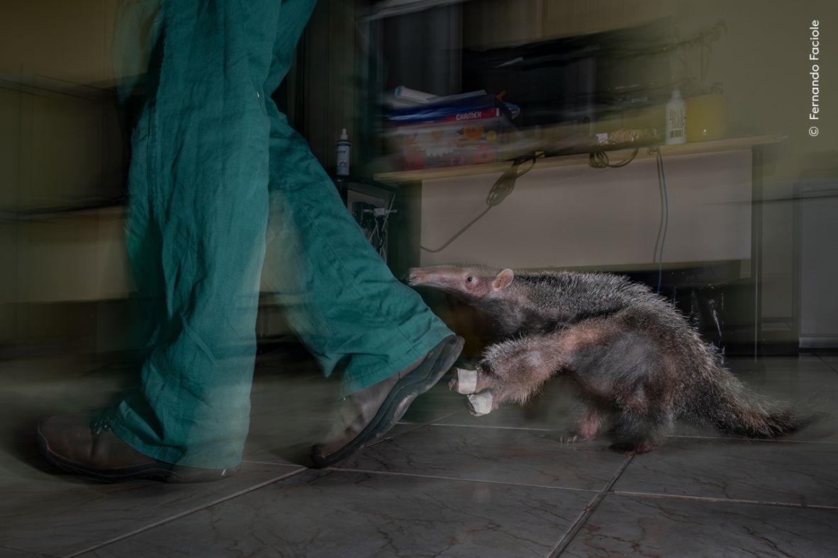 Fernando Faciole won the Impact award with this image of an orphaned giant anteater pup following a caregiver at a rehabilitation center.